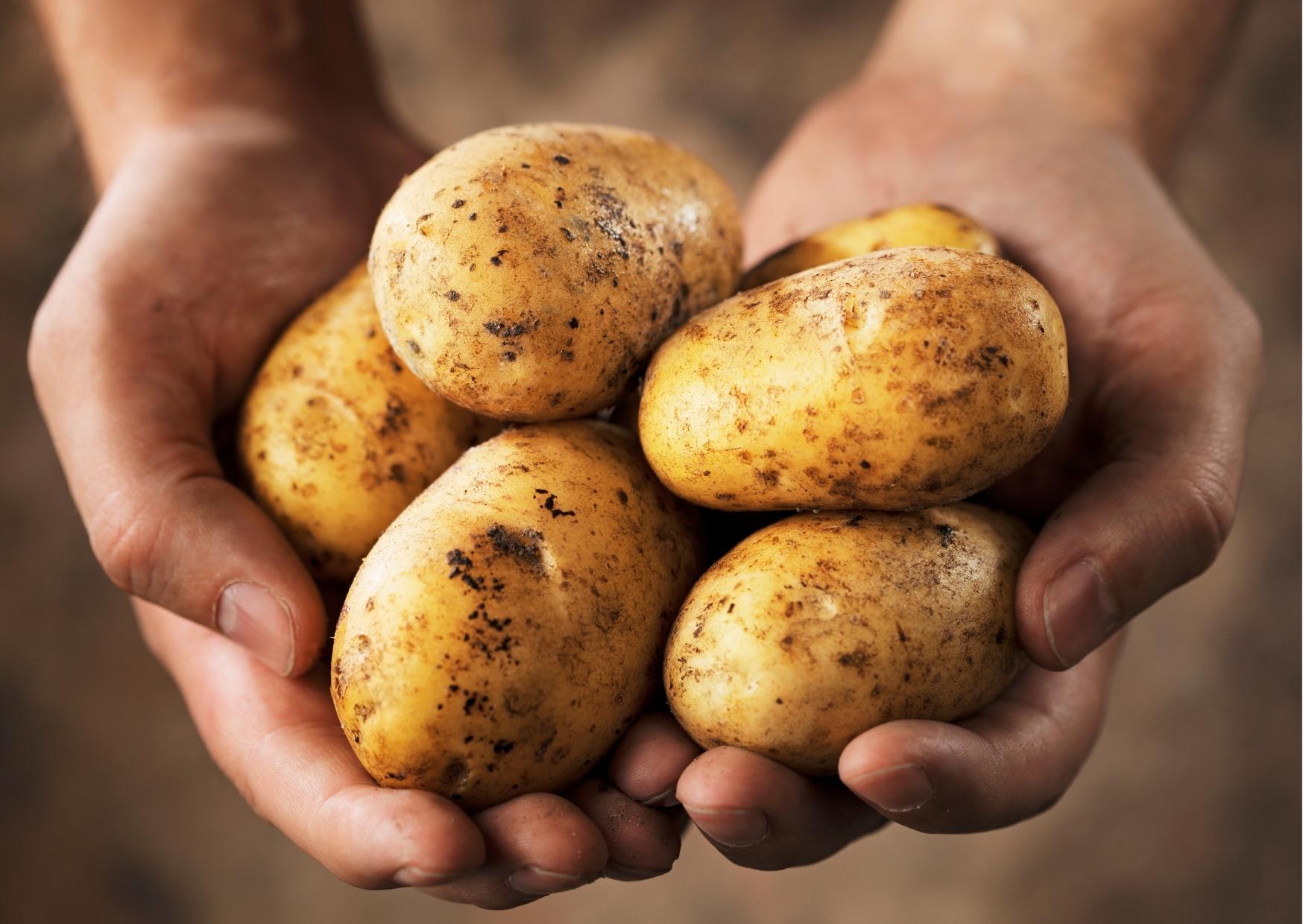 potatis-historia-nar-kom-potatisen-till-sverige-citat-potatisfakta-aktivitet-for-aldre