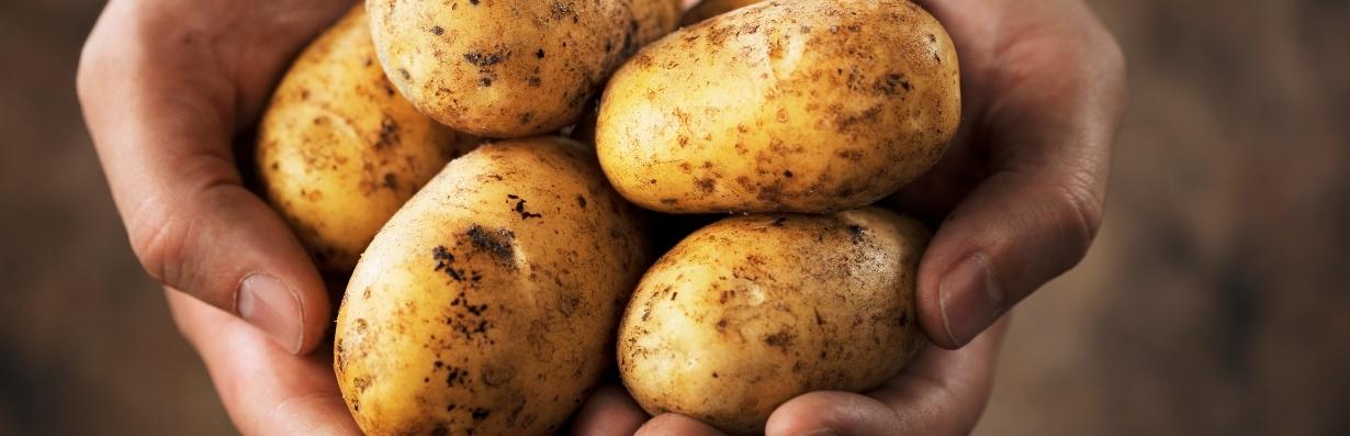 potatis-historia-nar-kom-potatisen-till-sverige-citat-potatisfakta