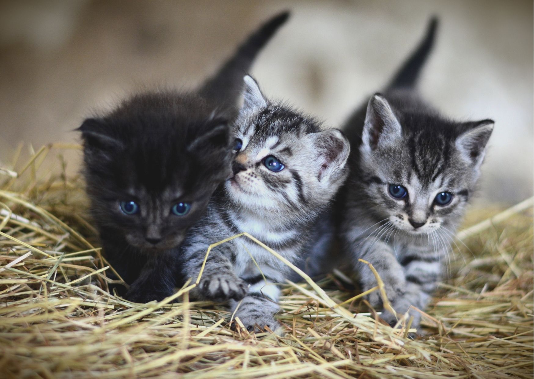 katten_dag_citat_om_katter_varldsrekord_aktivitetsmaterial