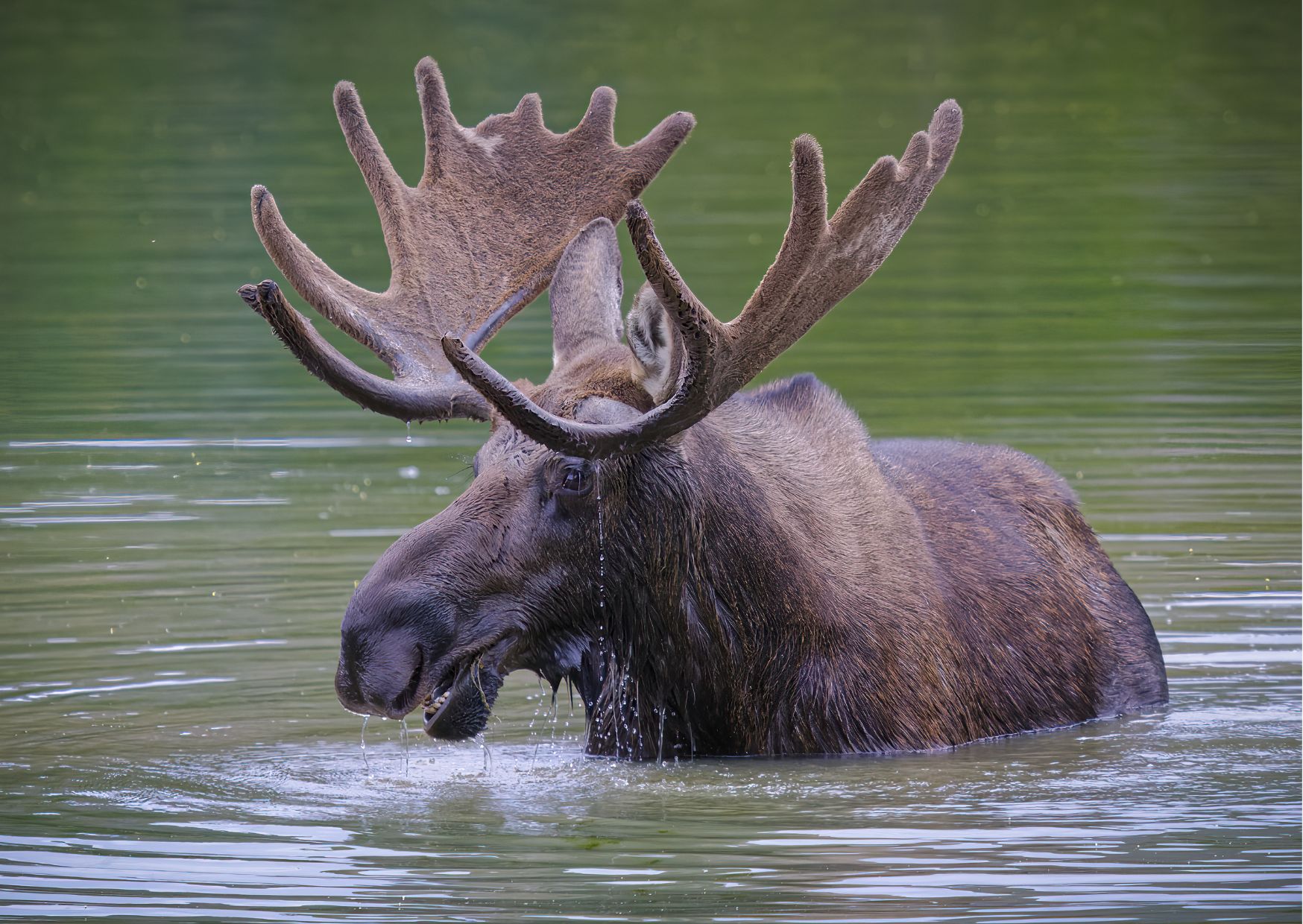 Ord_som_borjar_med_alg_ordlek_365happydays