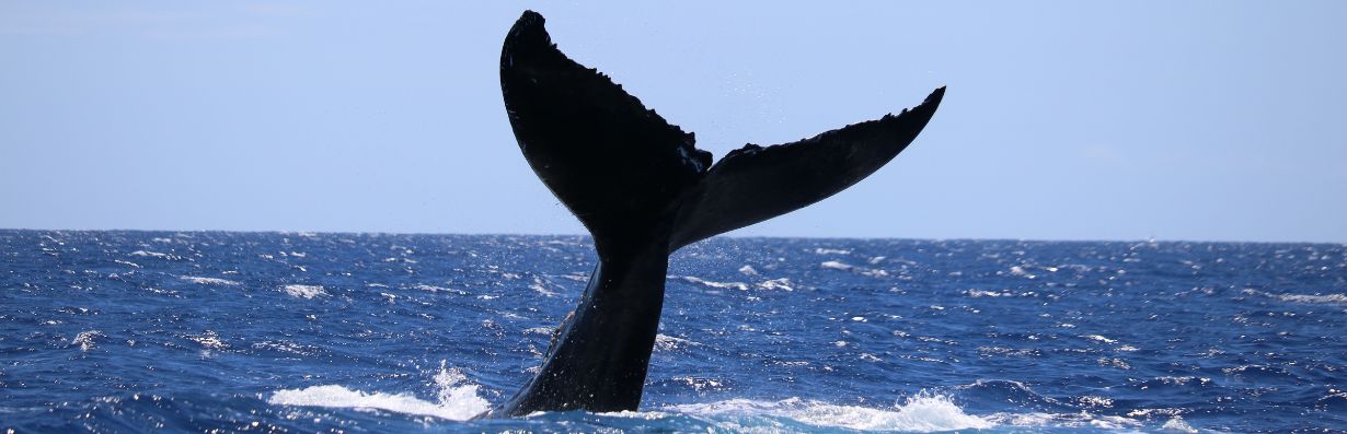 Fragesport_ord_som_borjar_med_bla