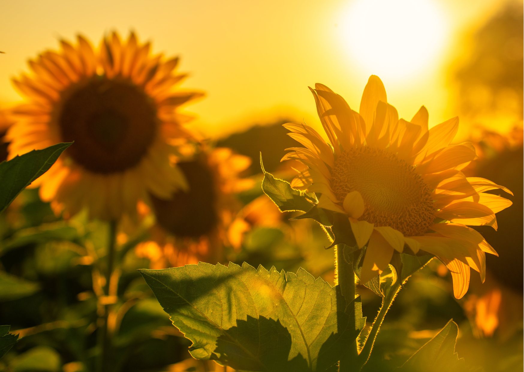 Musikquiz_SOL_fragesport_365happydays_aktivitet-2