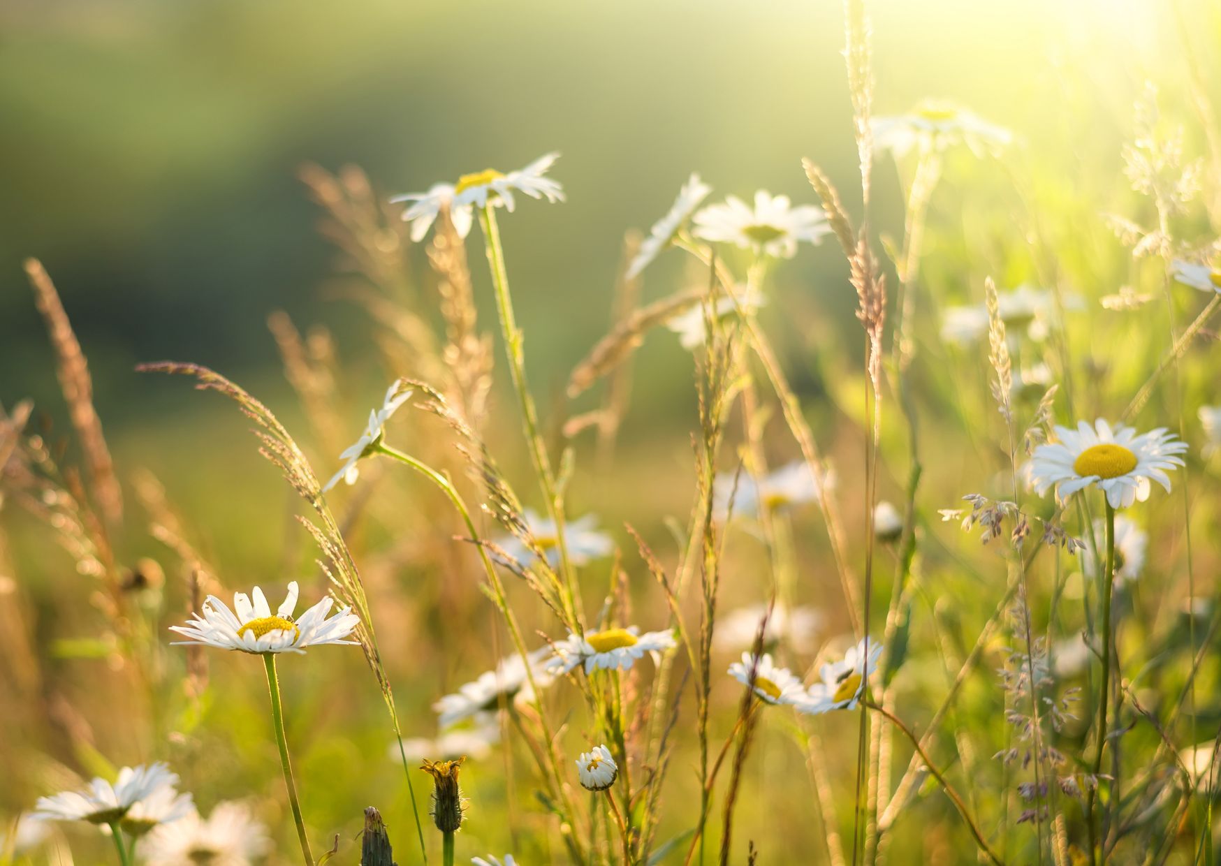 Muiskquiz_sommar_2_365happydays_aktivitet