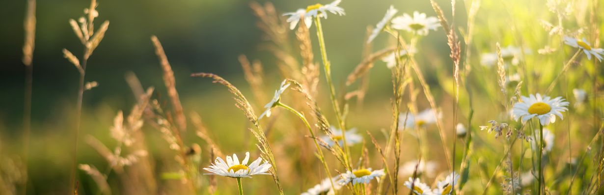 Musikquiz_sommar2_fragesport_365happydays_aktivitet