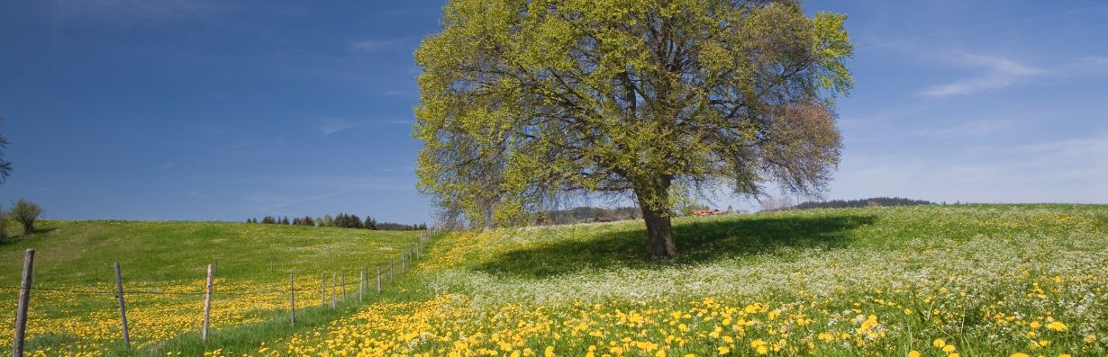 Musikquiz_sommar3_fragesport_365happydays_aktivitet