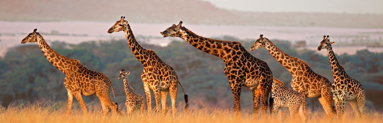 Giraffer_ett_av_varldens_mest_faschinerande_djuren_rolig_intressant_fakta_giraffens_dag