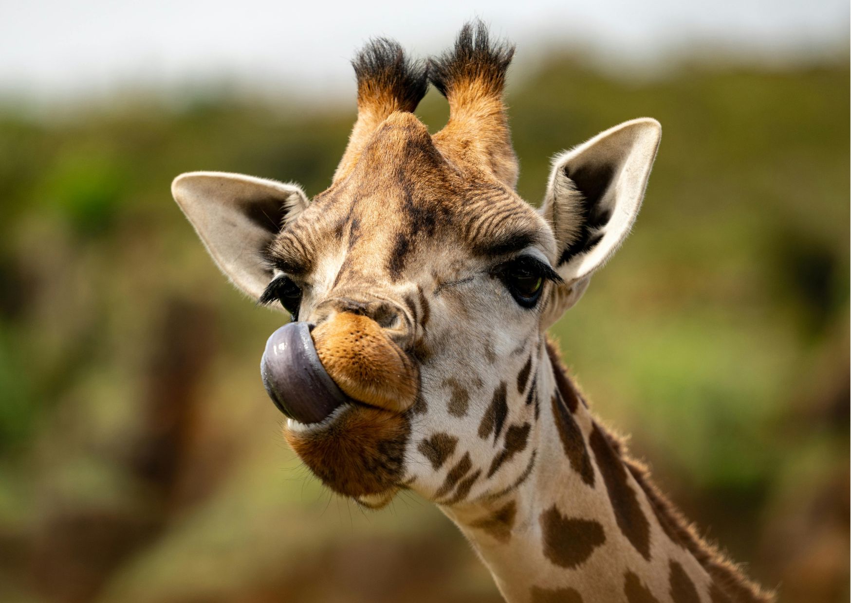 Giraffer_rolig_fakta_om_ett_av_varldens_mest_fascinerande_djur